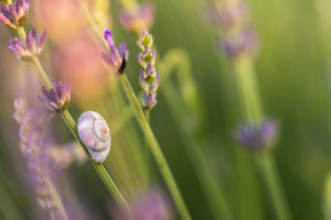 Macro shot of a snail shell in lavender field, Provence, southern France Macro shot of a snail shell in lavender field, Provence, southern France